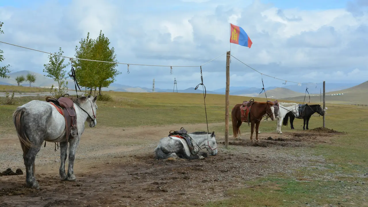 Several saddled horses stand or rest in an open field in Mongolia, with the Mongolian flag flying from a wooden pole against a backdrop of rolling hills and a cloudy sky.